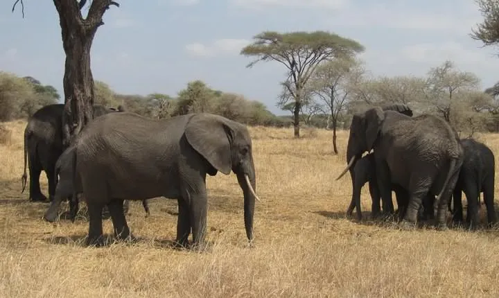 Tarangire National Park: Guided Day Tour from Arusha