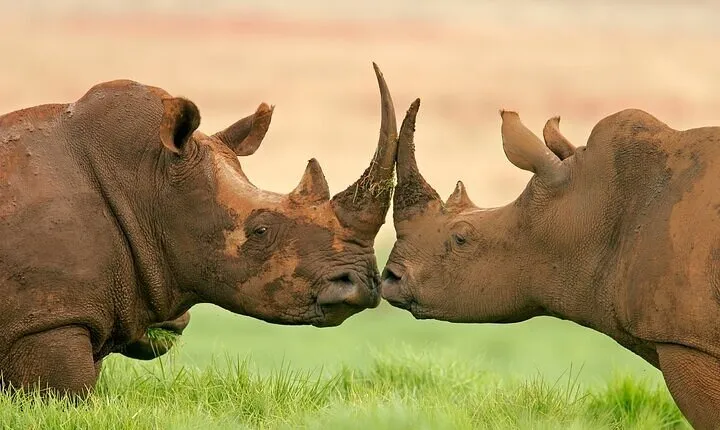 10-Day Namibia Safari Tour incl. Etosha & Namib from Windhoek