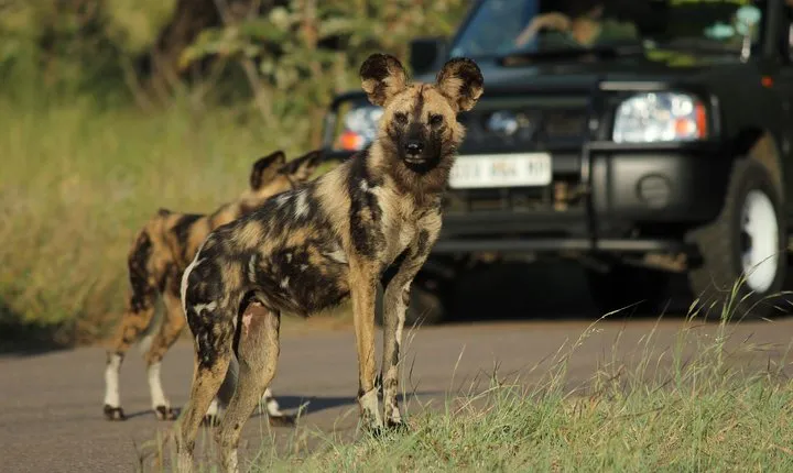 Full Day Safari in the Kruger National Park from Hazyview