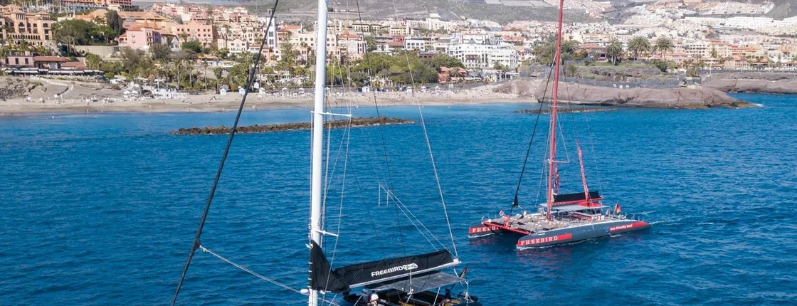 Whale and Dolphin Watching Catamaran Trip - Freebird