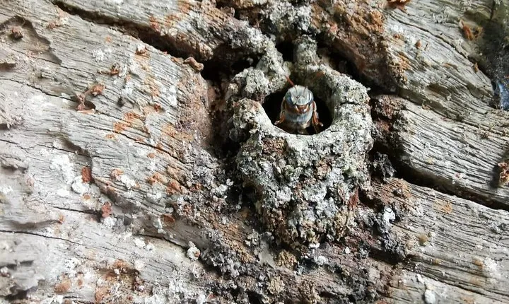 Valladolid Mayan Bees Tour with Lunch or breakfast and Honey Tasting