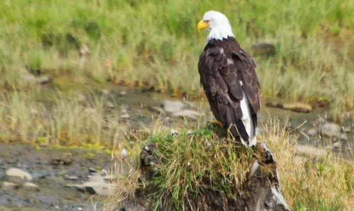 Ketchikan Shore Excursion: Eagle Sanctuary and Rainforest Wildlife Center