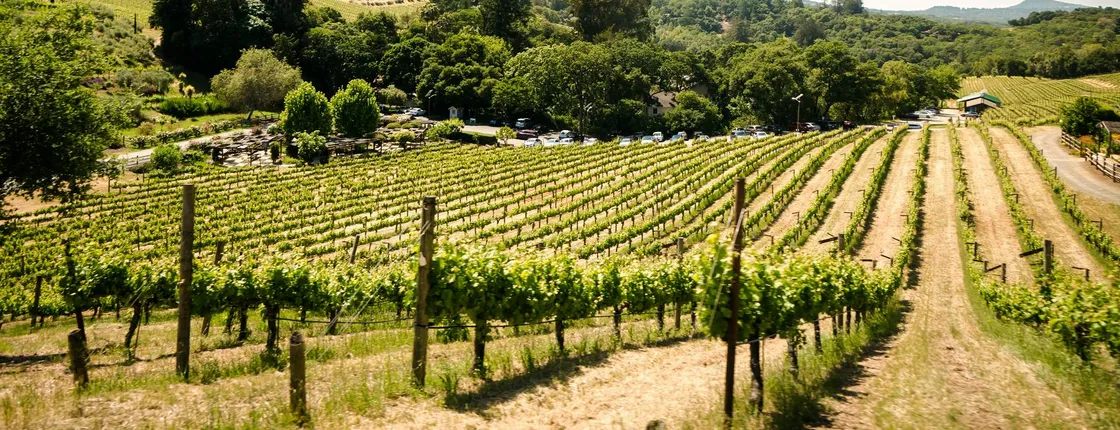 Sonoma and Napa Valley wine tour from San Francisco