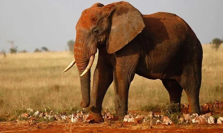 4 Days Wildlife Safari in Amboseli and Tsavo