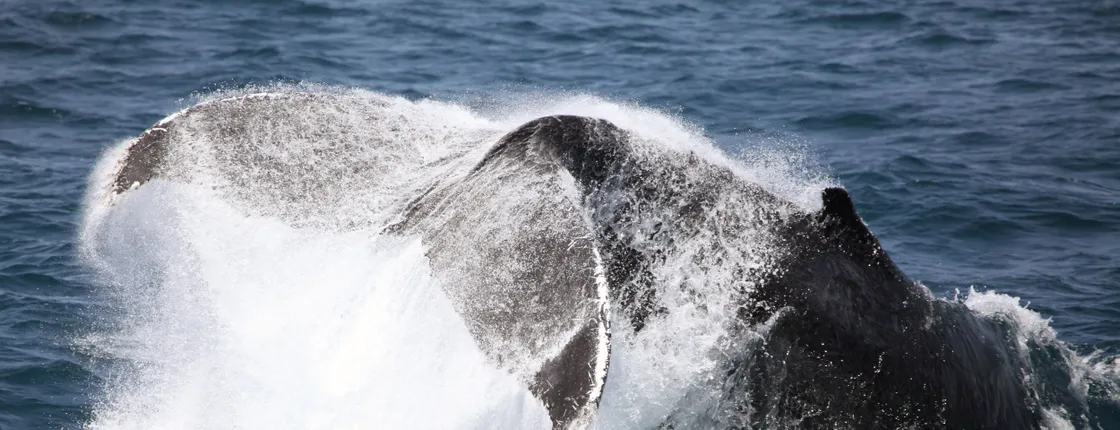 Whale Watching Cruise