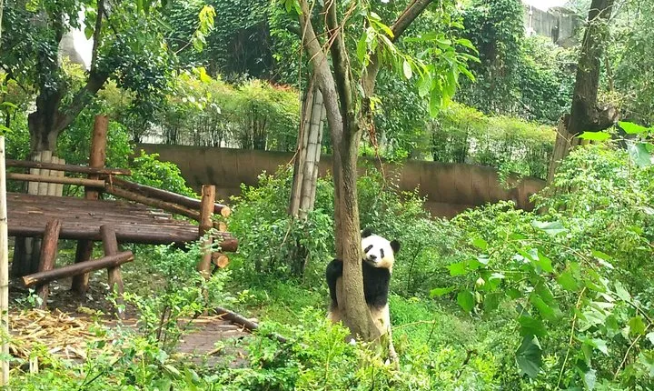 Chengdu Private Panda Trip with Afternoon Private Custom Tour