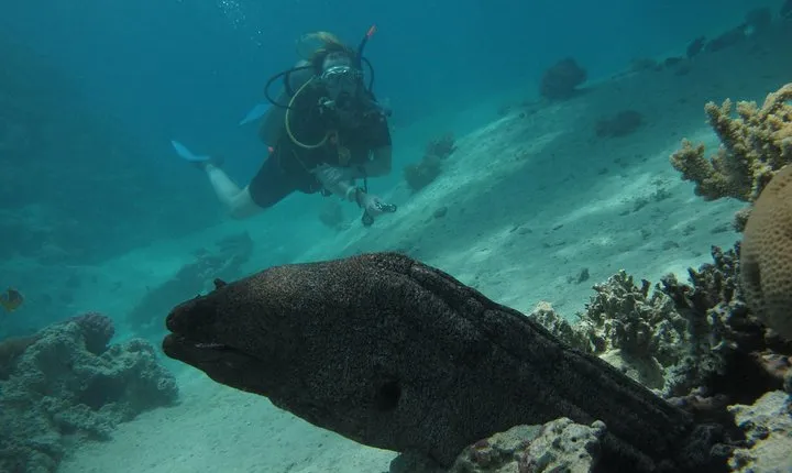 PADI Underwater Naturalist 