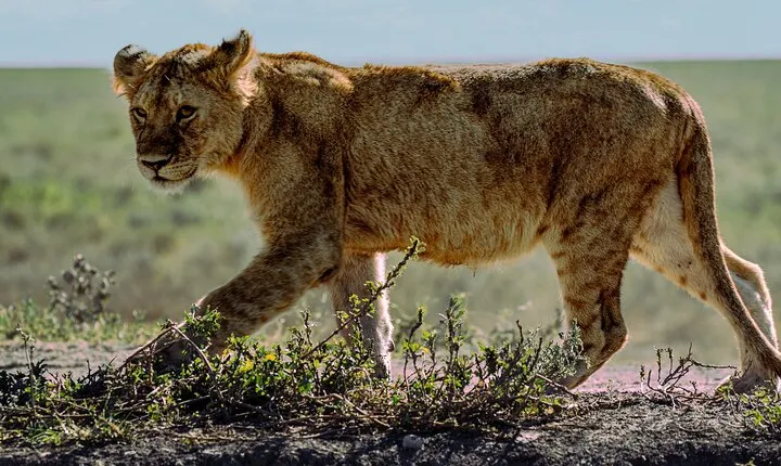 From Arusha: 5 Day Cats, Calves & Crater Safari, Ngorongoro