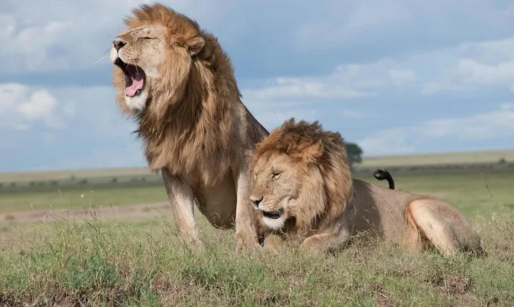 4 Days Safari Tour at Tarangire, Serengeti and Ngorongoro Crater