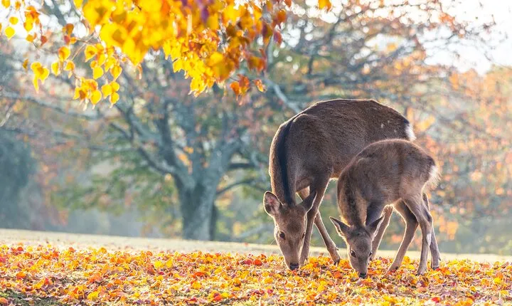 Ancient Capital Tour: Kyoto and Nara Highlights from Kyoto/Osaka