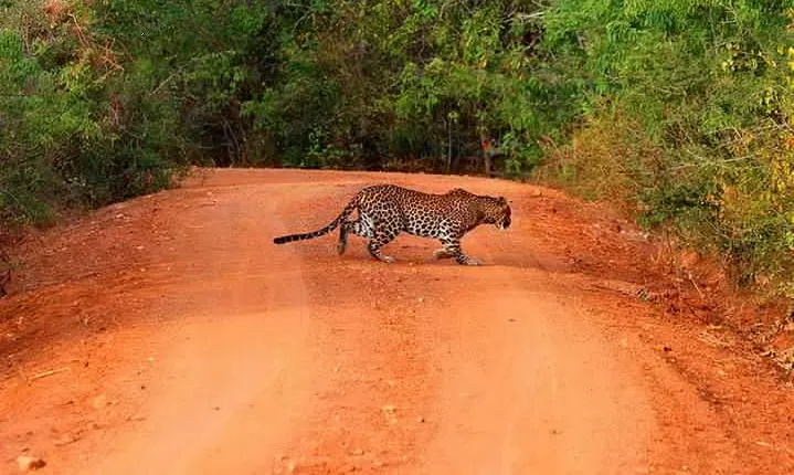 Yala Safari Day Trip from Bentota/ Kalutara/ Ahungalla/ Hikkaduwa
