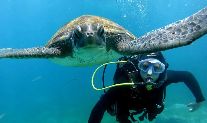 Discover Scuba Diving Experience in Turtle Habitat