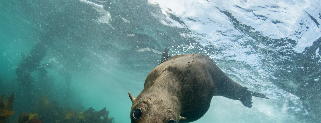 Seal viewing tour in Plettenberg Bay