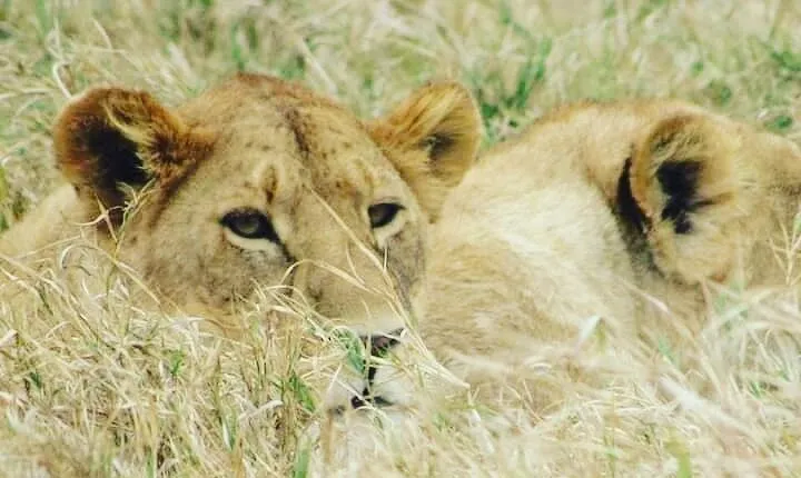 4 Days Tanzania Safari from Zanzibar itinerary