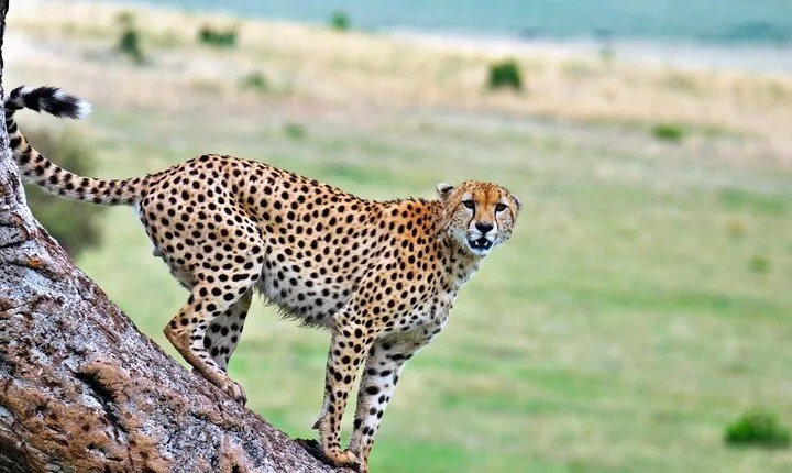 5 Days Tarangire, Serengeti & Ngorongoro Crater