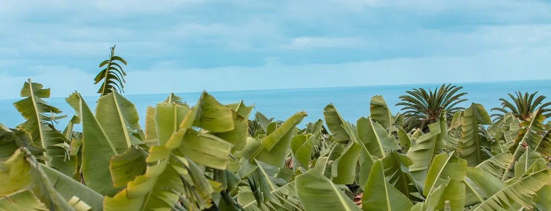 Private tour of an eco-friendly banana plantation
