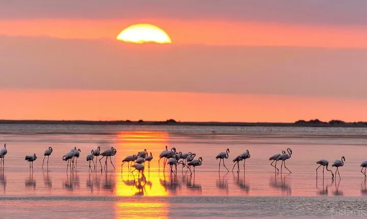 Sunset among flamingos in the Ebro Delta