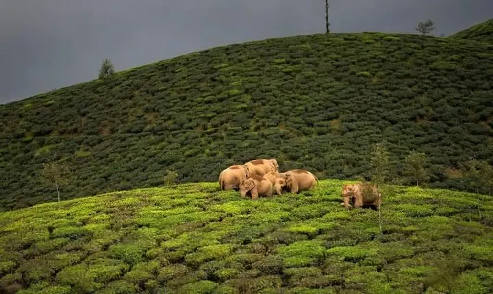 Adventurous Valparai trip from Kochi - 2 days trip
