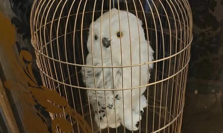 Harry Potter in London: Private Walkingtour