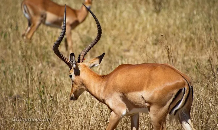 Day Tour: Tarangire National Park