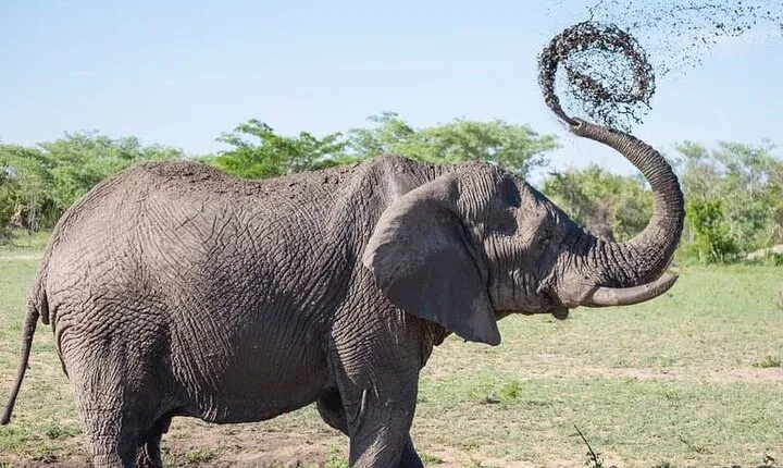 Full-day Safari Tour in Chobe