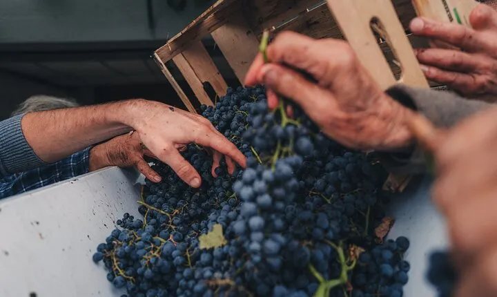 Tuscany Wine Tour