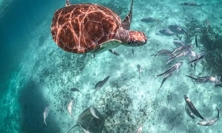 Half Day Shared Tour in Cenote Cave and Swimming with Turtles 