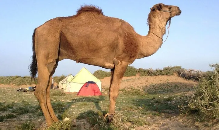 Luxury private day trip - Atlas Mountains, Agafay Desert & camels