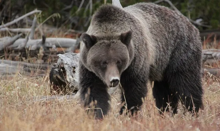 Half-Day Private Breathtaking Tour in Grand Teton National Park 