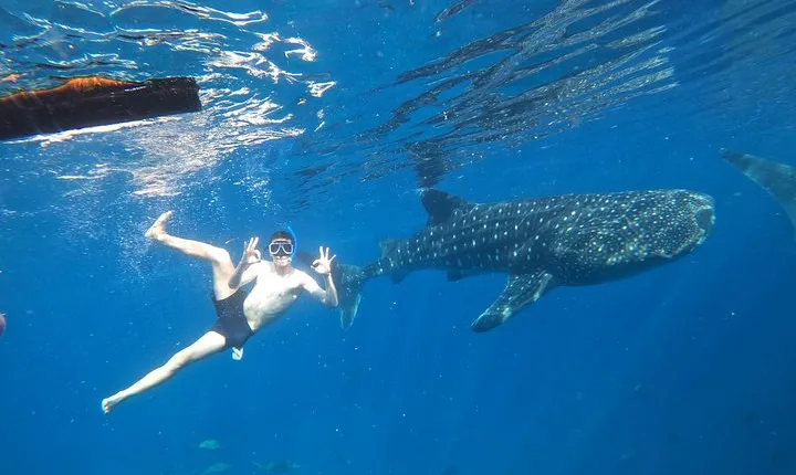 Cebu Whaleshark Tour