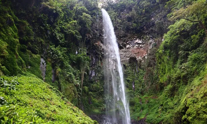 1 Day Kilimanjaro forest (mambori waterfalls).