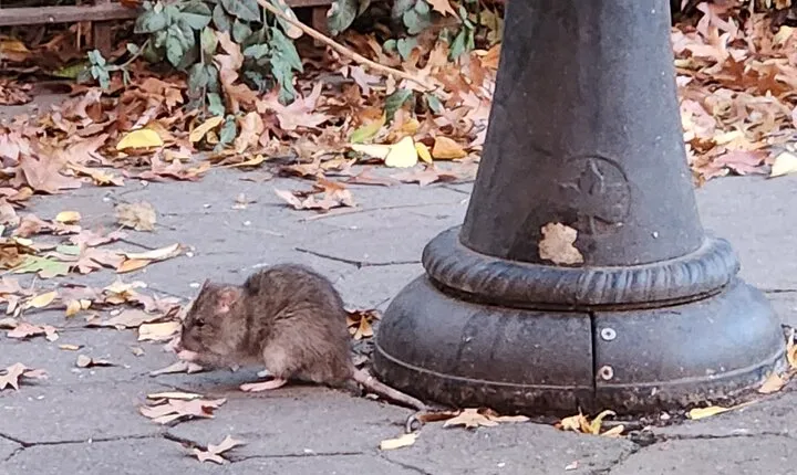Garbage and Rats in New York City Walking Tour