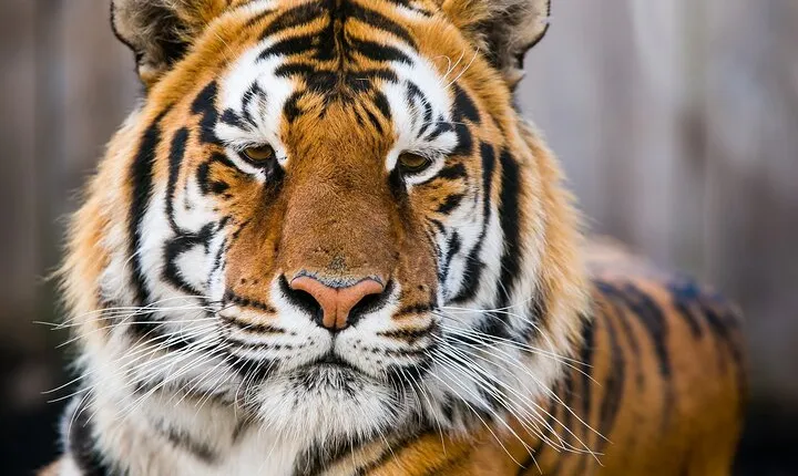 Private 4-Days Taj Mahal and Ranthambore Safari Tour from Delhi