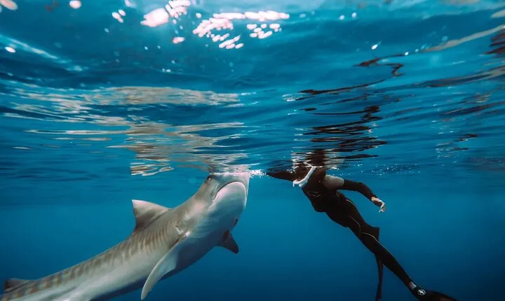 Snorkel with sharks on the North Shore of Oahu 