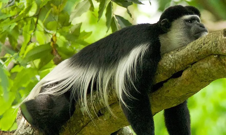 1 Day Arusha National Park