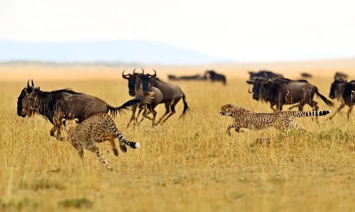 Private Safari in Tarangire National Park