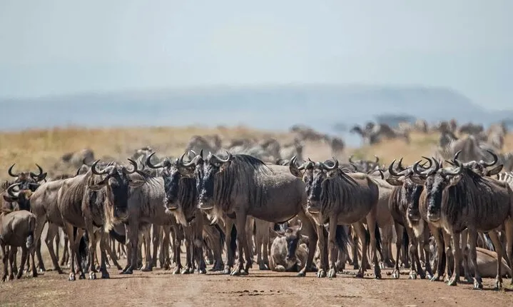 4-Day Safari Adventure in Tanzania