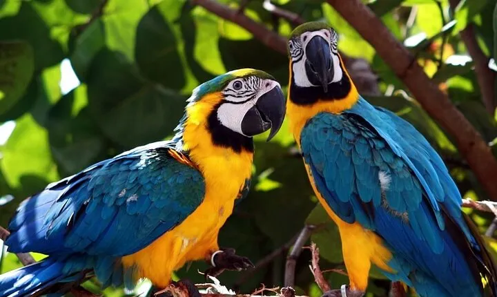 6 Days Tour at Manu Rainforest Lodge