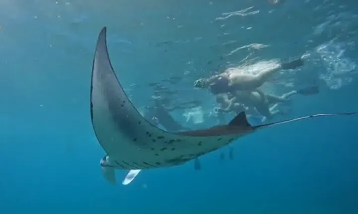 Nusa Penida Land Tour and 4 Points Snorkeling with Manta