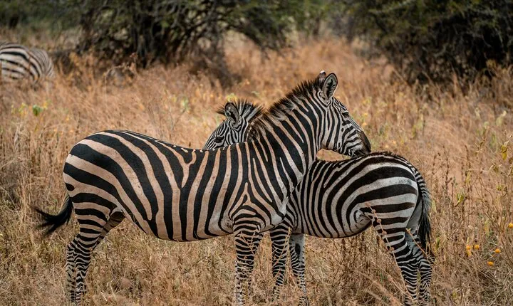 5 Day Group Camping Safari in Tanzania's Wildlife Parks