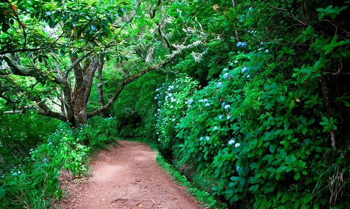 Levada Cauldron Green