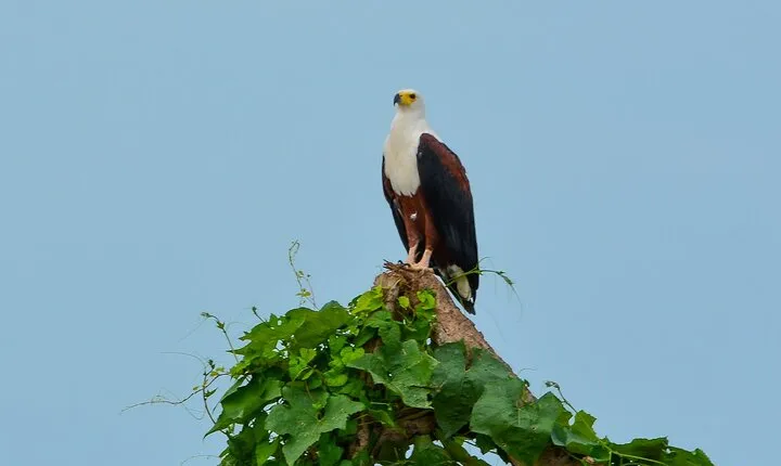 From Arusha : 11-day Amazing North Tanzania safari tour