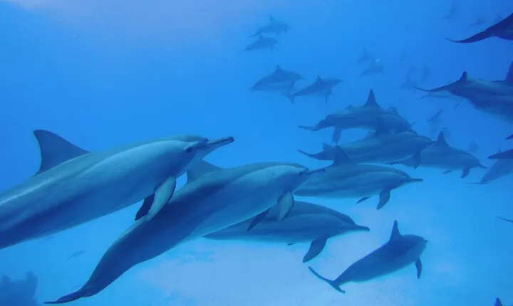 Dolphin House Reef Snorkeling Excursion & Transfer – Marsa Alam