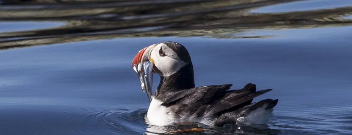 Puffin watching tour from Reykjavik