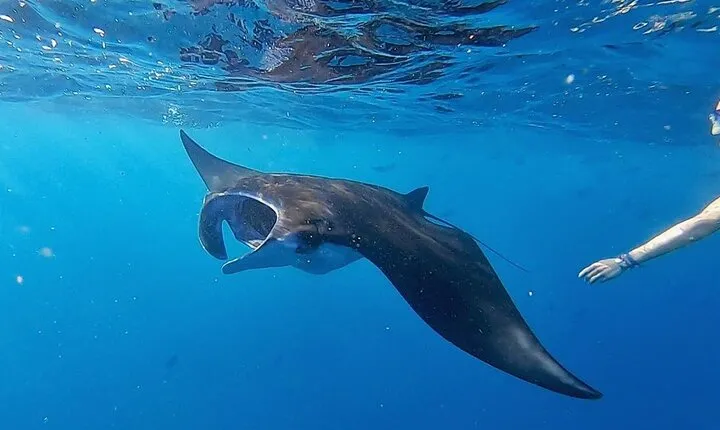 Swim With Manta Rays Snorkeling and West Penida