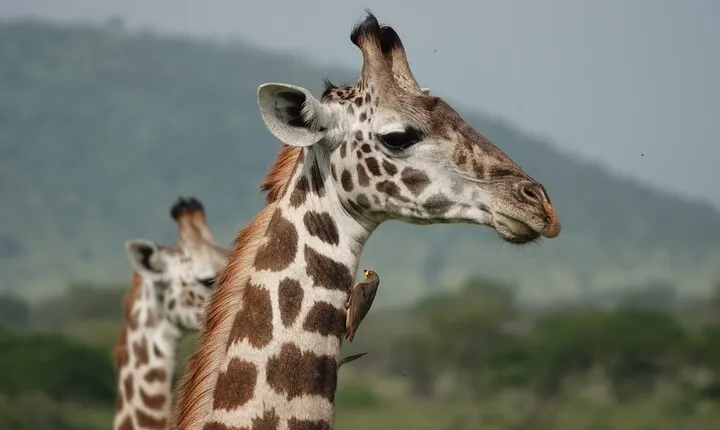 6 Days Mid-Range Tanzania Safari