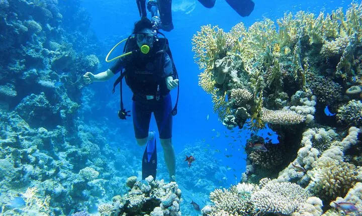 Ras Mohamed and White Island Snorkeling Trip and One Stop Diving-Sharm El Shiekh