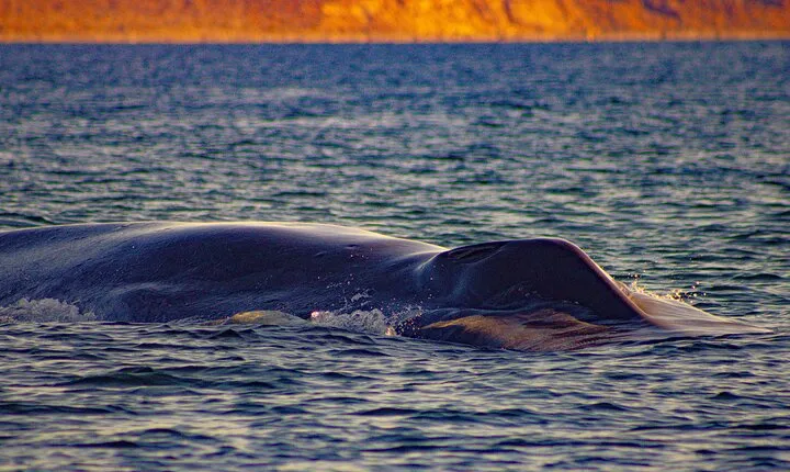 7 Days-6 Nights All Inclusive Safari Baja Sur Whale Route