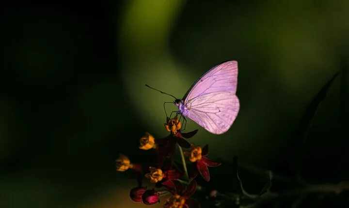 Butterfly Experience Nature Park Admission