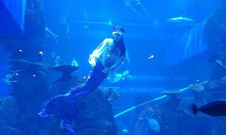 Half Day Tour Jakarta Aquarium and Pantai Indah Kapuk Jakarta
